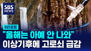 [D리포트] "올해는 아예 안 나와요"&hellip;이상기후에 고로쇠 '급감'