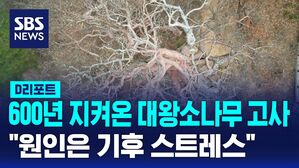 [D리포트] 600년 지켜온 대왕소나무 '고사'&hellip;"기후 스트레스 탓"