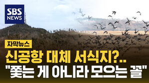 신공항 대체 서식지?..쫓는 게 아니라 모으는 꼴