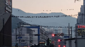 레이저 쏘고 우산으로 배설물 막고&hellip;부산 도심 떼까마귀와 전쟁