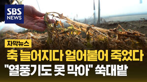 SBS NEWS 자막뉴스 축 늘어지다 얼어붙어 죽었다&hellip;"열풍기도 못 막아" 쑥대밭