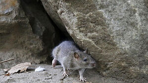 "떼로 몰려와" 발밑 우글우글…극한 기후에 서울도 발칵
