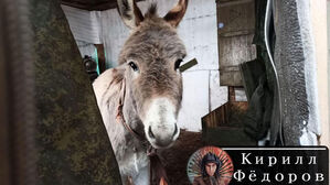 "3년 꽉 채운 전쟁에 장비부족 러시아, 당나귀까지 전선 동원"