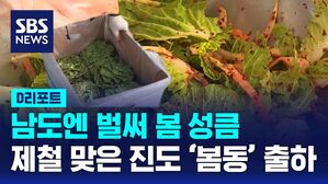 [D리포트] 남도엔 봄 성큼&hellip;제철 맞은 진도 '봄동' 출하
