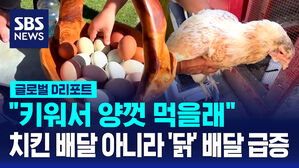[글로벌D리포트] "차라리 닭 키운다" 계란값 3배 뛰자 이렇게라도