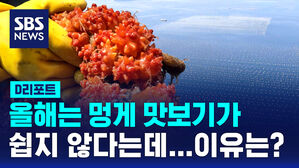 [D리포트] 97% 넘게 폐사&hellip;수확철인데 '어린 멍게'만