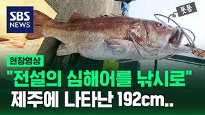 [현장영상] "전설의 심해어 그 맛은&hellip;" 제주에 나타난 192cm 돗돔 먹어보니