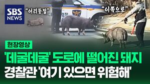 [영상] 도로 한가운데 나타난 돼지 한 마리, 경찰관 '여기 있으면 위험해'