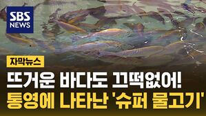 자막 여름 고기