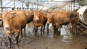 "폭염 가축피해 최소화"&hellip;농식품부, TF 꾸려 매일 현장 점검