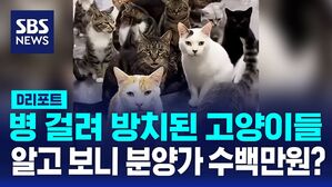 [단독] 불법 번식장서 방치된 고양이들&hellip;알고 보니 수백만원 '품종묘'? (D리포트)