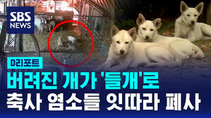 [D리포트] 버려진 개가 '들개'로&hellip;축사 염소들 잇따라 폐사
