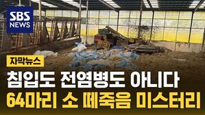 자막 소 떼죽음