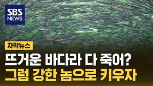 자막 뜨거운 고등어