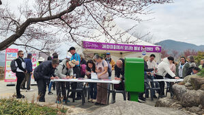 '야속한 개화율' 광양 매화축제 방문객, 예년 절반도 못 미쳐