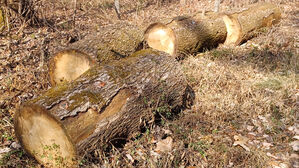 성남서 벌목하러 나갔던 50대 나무에 깔려 숨진 채 발견