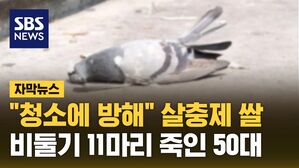 [자막뉴스] "청소 방해돼"&hellip;생쌀에 살충제 섞어 비둘기 11마리 죽인 50대 입건