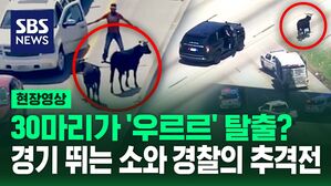 [영상] 고속도로에 '소 떼' 출몰...잡으려고 보니 경기 뛰는 소일 줄이야?