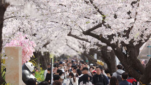 포근한 날씨를 보인 지난해 4월 벚꽃이 활짝 핀 서울 여의도 윤중로에서 시민들이 봄을 즐기고 있다.
