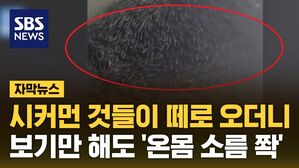 자막 바라쿠다