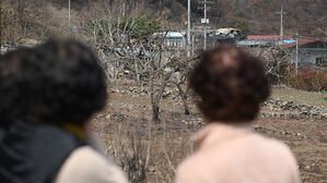 곶감 특산물도 직격탄&hellip;산청 산불로 시커멓게 탄 감나무