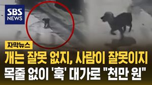 [자막뉴스] 개는 잘못 없지, 사람이 잘못이지&hellip;목줄 없이 '훅' 대가로 "천만 원"