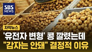 자막 감자
