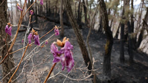 "과거 산불 최다 발생은 식목일"&hellip;전국 식목행사 취소 잇따라