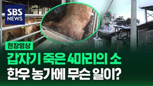 [영상] 한우 농가에서 갑작스럽게 급사한 소 네 마리, 알고 보니 감전사?!