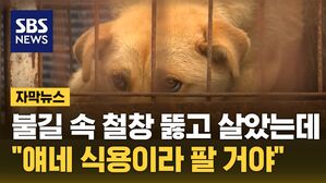 자막 동물 비명