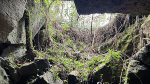 제주시 덕천 곶자왈에서 발견된 동굴(사진=곶자왈사람들 제공, 연합뉴스)