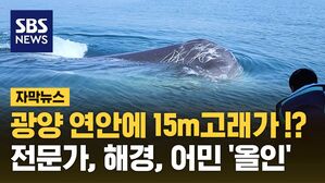 [자막뉴스] 광양 부두 연안에 나타난 15미터 고래&hellip;전문가 모두 모인 구출 작전
