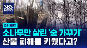 [D리포트] 소나무만 살린 '숲 가꾸기'&hellip;"활엽수 잘라 피해 키워"