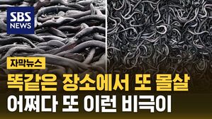 자막 장어장어