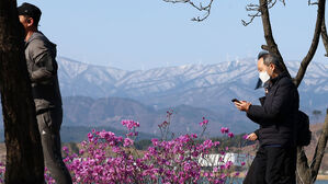 꽃샘추위가 닥친 지난달 30일 진달래가 활짝 핀 강원 강릉시 경포호수 일원에서 주민들이 운동하고 있다.