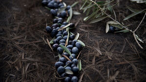 관세 피해 미국 땅에 올리브 심나&hellip;스페인 농장도 현지 재배 추진