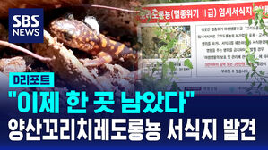 [D리포트] "이제 한 곳 남았다"&hellip;양산꼬리치레도롱뇽 서식지 발견