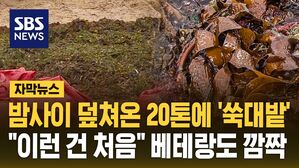 [자막뉴스] 밤사이 백사장 덮여온 20톤에 '쑥대밭'&hellip;"이런 건 처음" 베테랑도 깜짝