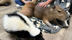 '인기몰이 동물' 카피바라, 아르헨 부촌에선 생존 투쟁 중