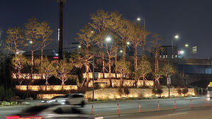 송파대로 관문에 '정원형 소나무숲' 완성