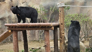 네이처파크에 도착한 반달가슴곰 (사진= 네이처파크 제공, 연합뉴스)