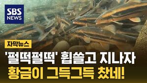 자막뉴스 황금알