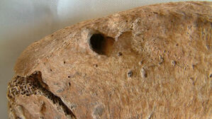 "영국서 발견된 로마 검투사 유골에 사자 이빨 자국 선명"