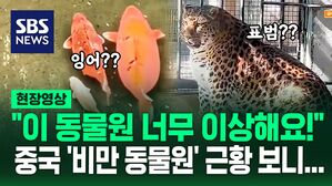 [영상] 유명세에 미친 동물원? "우리가 좁아서 살찐 것" 해명하면서 덧붙인 말