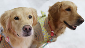 '왕 크니까 왕 귀여워'(사진=연합뉴스)