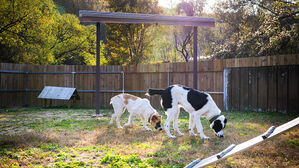 "윤석열 투르크 국견 연 사육비 670만 원 지자체서 부담&hellip;개선책 시급"