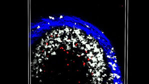 백신 1&middot;2차 접종은 어느 팔에?&hellip;"같은 팔에 맞으면 더 효과적"