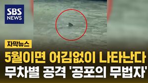 자막 공포의 상어