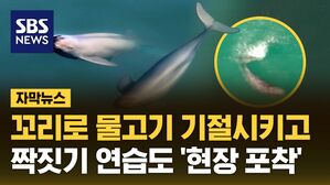 자막뉴스 상괭이