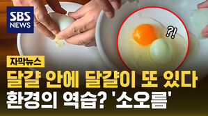 [자막뉴스] 청계가 낳은 달걀 안에 달걀이 또&hellip;환경의 역습?